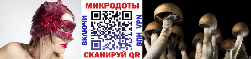 как найти Гвардейск Псилоцибиновые грибы GOLDEN TEACHER